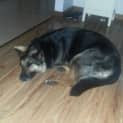 Photo of Zoe On Trial In Her New Home