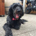 Photo of Suki