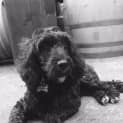Photo of Suki