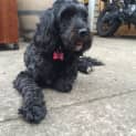 Photo of Suki