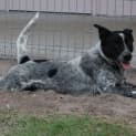 Photo of Drover (Adoption Pending)
