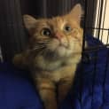 Photo of Butters