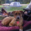 Photo of Cecelia *Adoption Pending*