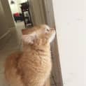 Photo of Rango