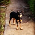 Photo of Jimbob **Adopted**