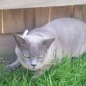 Photo of Betty The Burmese