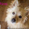 Photo of Lollipop (Small Dog Friendly)
