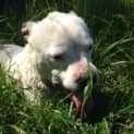 Photo of Josie **Video's Attached**