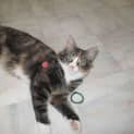 Photo of "Grace" Purrfect Match