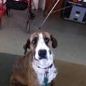 Photo of Gypsy   Adoption Pending