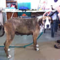 Photo of Gypsy   Adoption Pending
