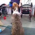 Photo of Gypsy   Adoption Pending