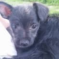 Photo of Ralph 