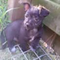 Photo of Ralph 