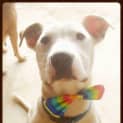 Photo of Jax
