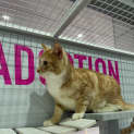 Photo of Barney Meet Me At Petstock Mornington Central