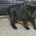 Photo of Obsidian