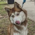 Photo of Luna