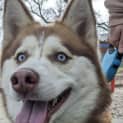 Photo of Luna