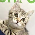 Photo of Muffin