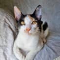 Photo of Posy