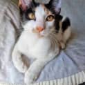 Photo of Posy