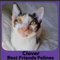 Photo of Clover