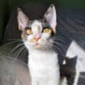 Photo of Petal