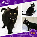 Photo of Mai