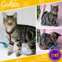 Photo of Gohan