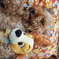 Photo of Frenchee