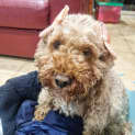 Photo of Frenchee
