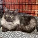 Photo of Smokey