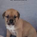 Photo of Bambi (Black)