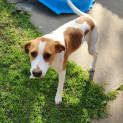 Photo of Layla