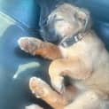 Photo of Nala