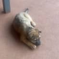 Photo of Nala
