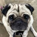 Photo of Koda The Pug