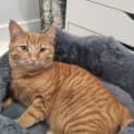 Photo of Crunchie
