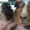 Photo of Almond And Chinchilla