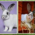Photo of Prince Caspian And Crystal (Bonded Pair)