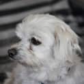 Photo of Sunny (Bn D244)