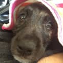 Photo of Stella