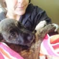 Photo of Stella