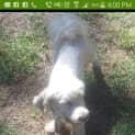 Photo of Rocky (Cat/Dog/Child Friendly)