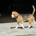 Photo of Buddy