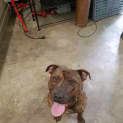 Photo of Chopper