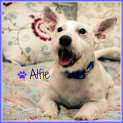 Photo of Alfie