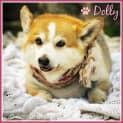 Photo of Dolly