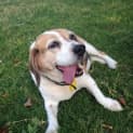 Photo of Bailey Dl1161